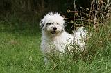 TERRIER DU TIBET 202